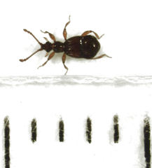 Pselaphophus atriventris