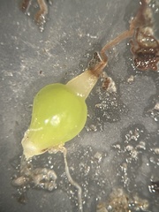 Eleocharis equisetoides