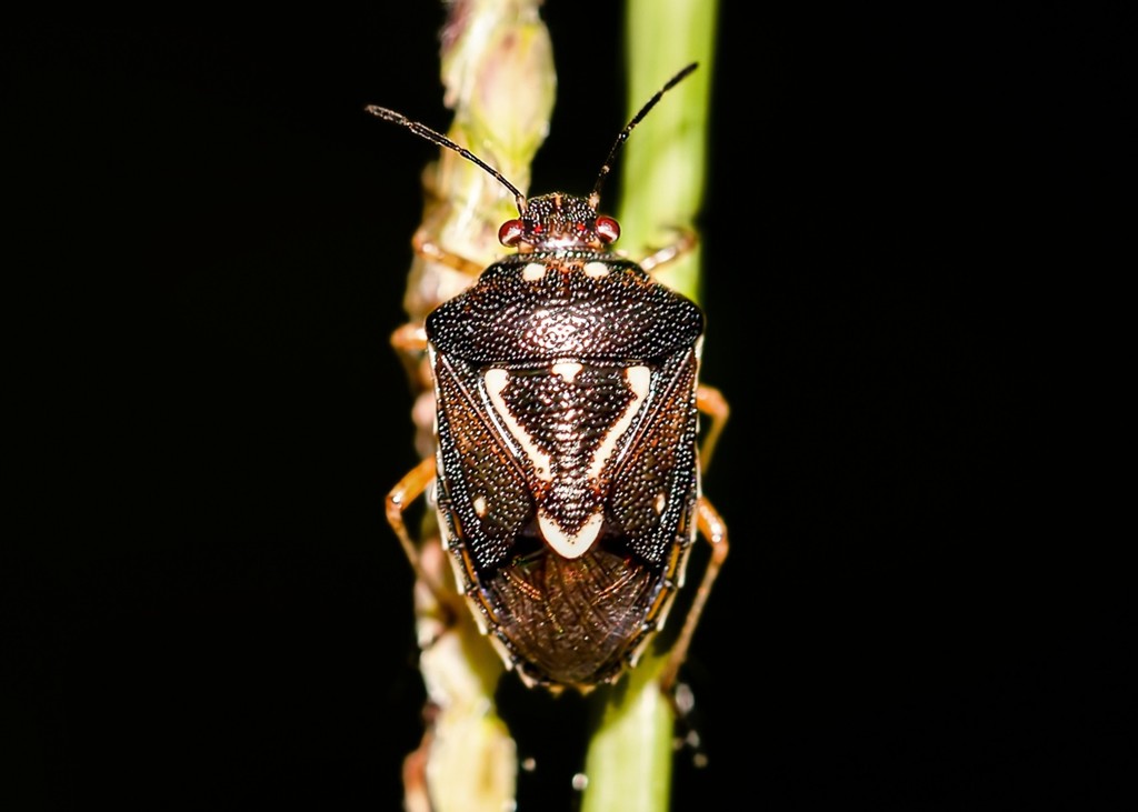 Mormidea pama