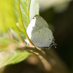 Ostrinotes sophocles