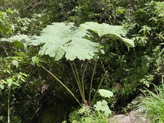 Gunnera