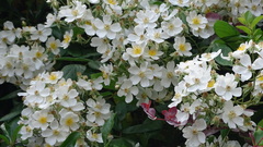 Rosa