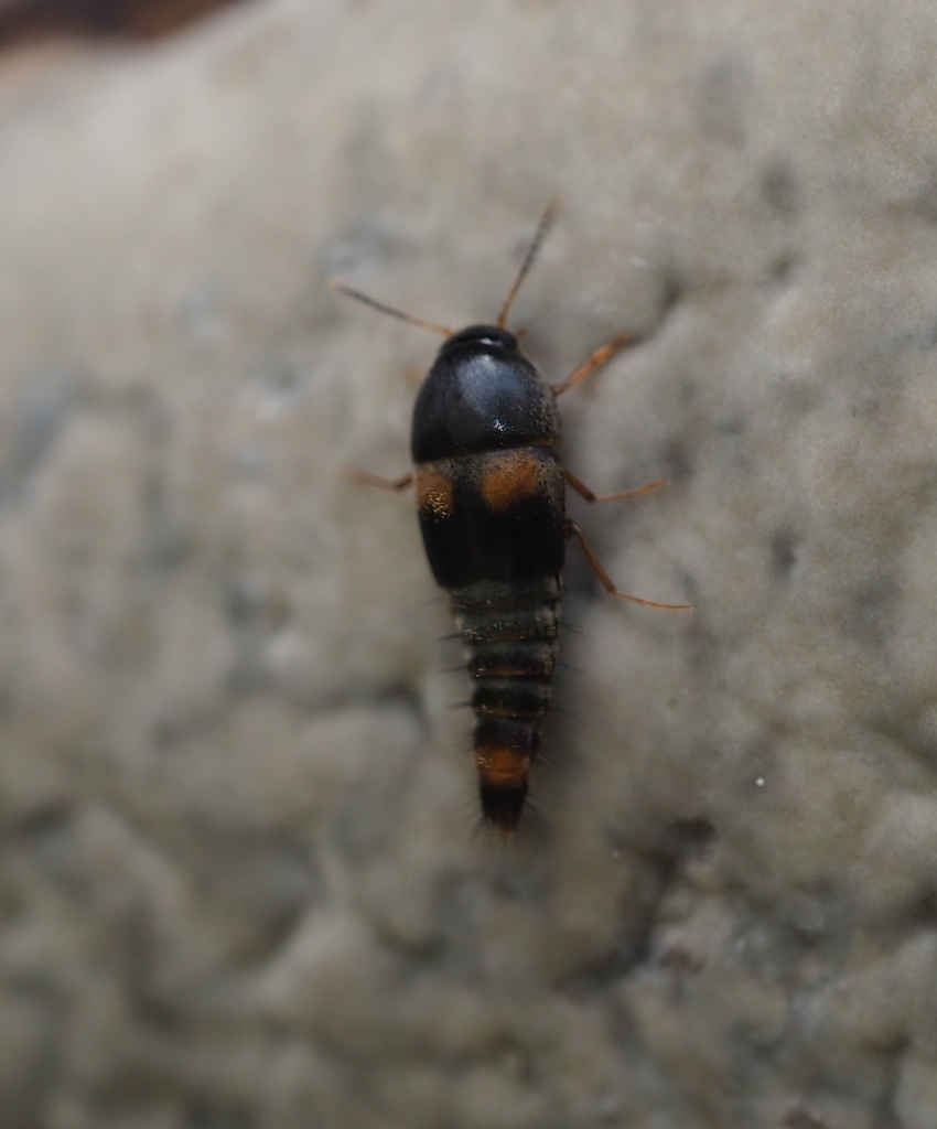 Sepedophilus bipustulatus