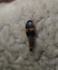 Sepedophilus bipustulatus