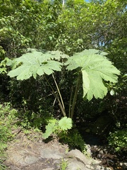 Gunnera