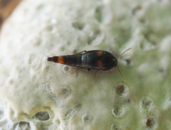 Sepedophilus bipustulatus