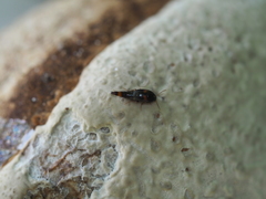 Sepedophilus bipustulatus