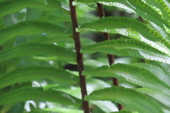 Nephrolepis biserrata