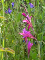 Gladiolus illyricus