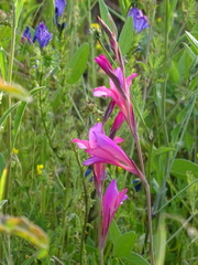 Gladiolus illyricus
