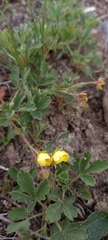 Potentilla glaucescens