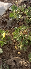 Potentilla glaucescens