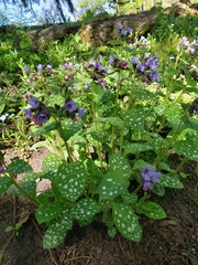 Pulmonaria saccharata