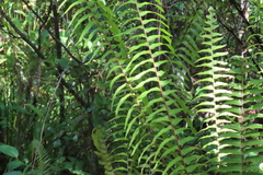 Nephrolepis biserrata