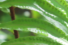 Nephrolepis biserrata