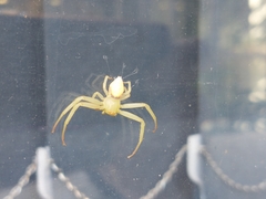 Misumenops callinurus