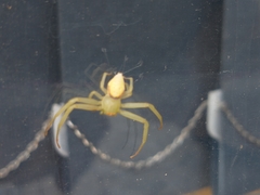 Misumenops callinurus