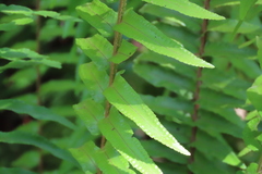 Nephrolepis biserrata