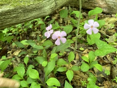 Phlox stolonifera
