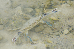 Callinectes similis