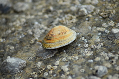 Ruditapes decussatus