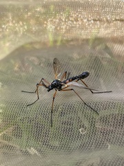 Tanyptera