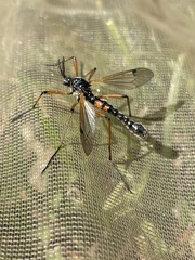 Tanyptera
