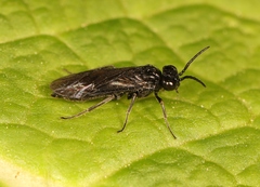 Cladardis elongatula