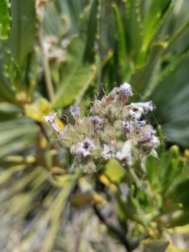 Hairy yerba santa (Eriodictyon trichocalyx)