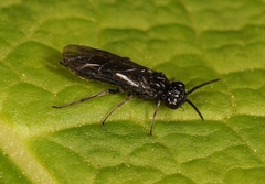 Cladardis elongatula