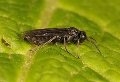 Cladardis elongatula