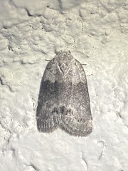 Polygrammate cadburyi