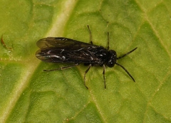 Cladardis elongatula
