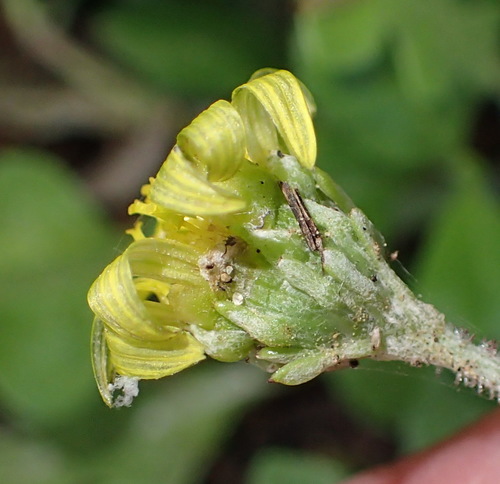 Image of Arctotis arctotoides by (c) Nicola van Berkel, some rights reserved (CC BY-SA)