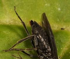 Cladardis elongatula