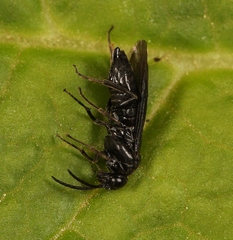 Cladardis elongatula