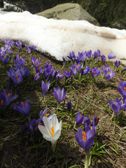 Crocus veluchensis
