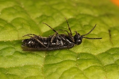 Cladardis elongatula