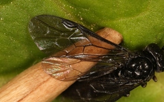 Cladardis elongatula