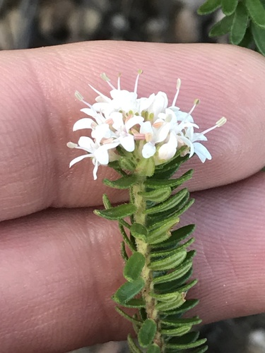 Agathosma elegans (Agathosma elegans)
