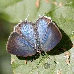 Ostrinotes sophocles