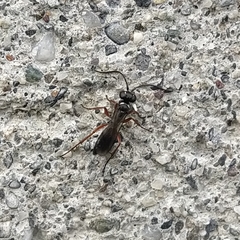 Agenioideus cinctellus