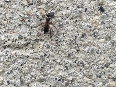 Agenioideus cinctellus