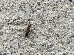 Agenioideus cinctellus