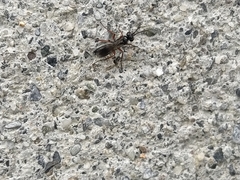 Agenioideus cinctellus