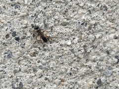 Agenioideus cinctellus