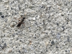 Agenioideus cinctellus