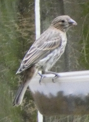 Haemorhous mexicanus