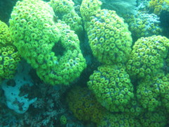 Tubastraea