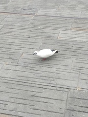 Columba livia domestica